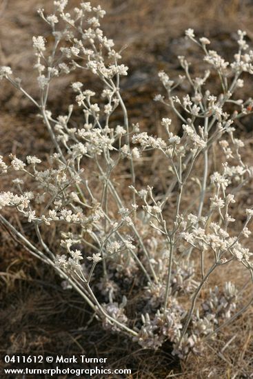 Eriogonum strictum var. proliferum