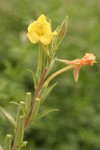 Common Evening Primrose blossom