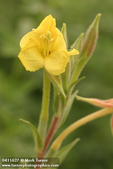 Oenothera villosa