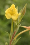 Common Evening Primrose blossom