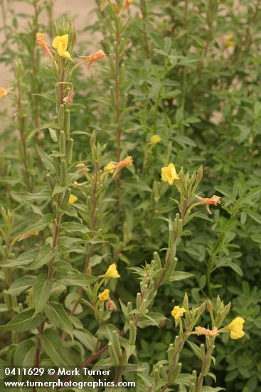 Oenothera villosa