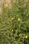 Common Evening Primrose