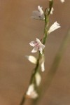 Wiry Knotweed blossom