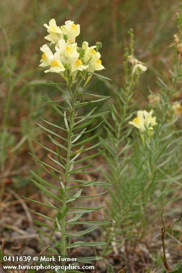 Linaria vulgaris