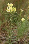 Common Toadflax