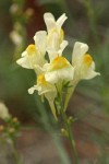 Common Toadflax blossoms