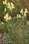 Common Toadflax