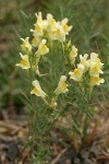 Common Toadflax