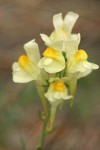 Common Toadflax blossoms detail