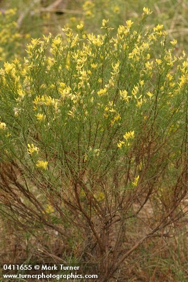 Ericameria bloomeri (Haplopappus bloomeri)