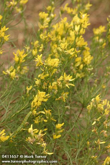 Ericameria bloomeri (Haplopappus bloomeri)