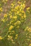 Rabbitbush Goldenweed blossoms & foliage