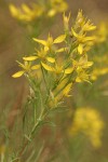 Rabbitbush Goldenweed blossoms & foliage