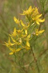 Rabbitbush Goldenweed blossoms & foliage