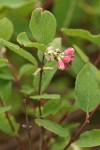 Creeping Snowberry blossoms & foliage