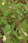 Creeping Snowberry