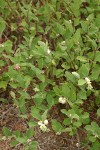 Creeping Snowberry