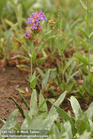 Penstemon euglaucus