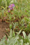 Glaucous Penstemon