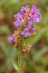 Glaucous Penstemon blossoms in rain