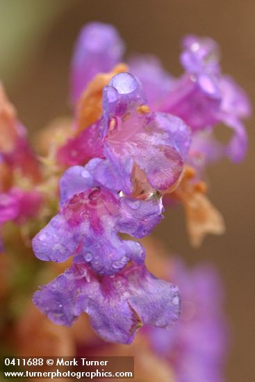 Penstemon euglaucus