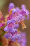 Glaucous Penstemon blossoms detail w/ raindrops