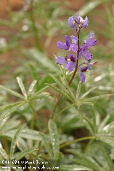 Lupinus alpicola