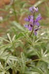 Mt. Adams Lupine