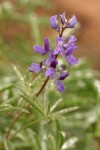 Mt. Adams Lupine