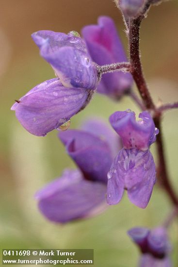 Lupinus alpicola