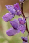 Mt. Adams Lupine blossoms detail