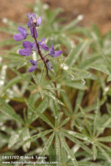 Lupinus alpicola