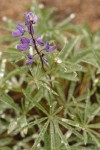 Mt. Adams Lupine