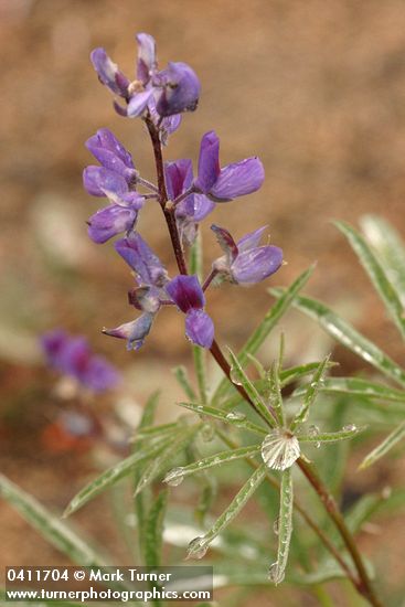 Lupinus alpicola