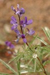 Mt. Adams Lupine