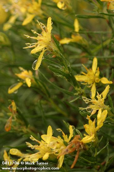 Ericameria bloomeri (Haplopappus bloomeri)