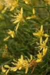 Rabbitbush Goldenweed blossoms & foliage w/ raindrops