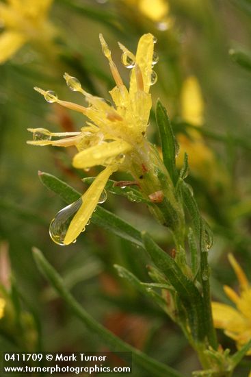 Ericameria bloomeri (Haplopappus bloomeri)