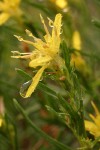 Rabbitbush Goldenweed blossoms detail w/ raindrops