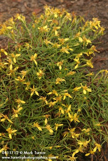 Ericameria bloomeri (Haplopappus bloomeri)