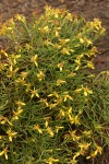 Rabbitbush Goldenweed