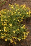 Rabbitbush Goldenweed