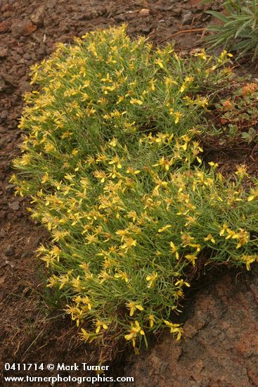 Ericameria bloomeri (Haplopappus bloomeri)