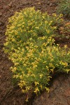 Rabbitbush Goldenweed