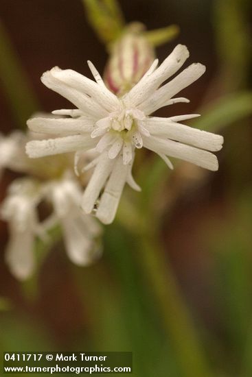 Silene parryi