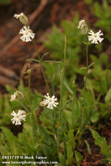 Silene parryi