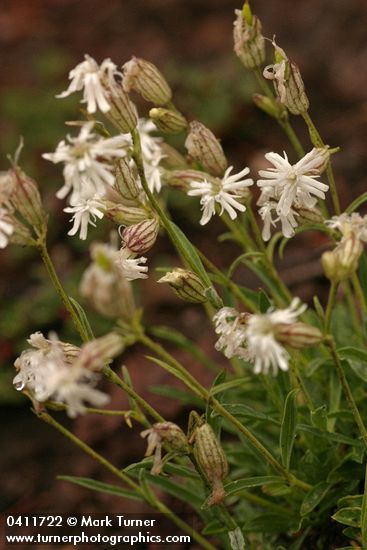 Silene parryi