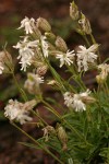 Parry's Catchfly