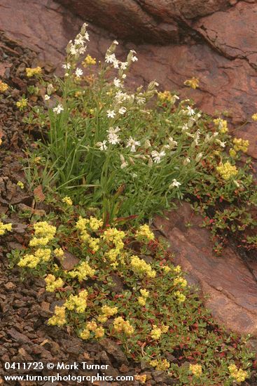 Silene parryi; Eriogonum umbellatum var. majus (E. u. var. subalpinum)