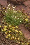 Parry's Catchfly w/ Sulphur-flower Buckwheat